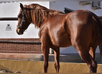 PRE, Semental, 3 años, 154 cm, Alazán