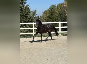 PRE Mestizo, Semental, 3 años, 154 cm, Negro