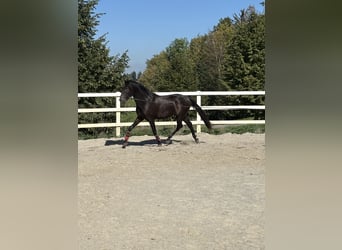 PRE Mestizo, Semental, 3 años, 154 cm, Negro