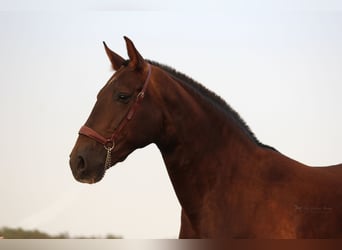 PRE Mestizo, Semental, 3 años, 155 cm, Alazán