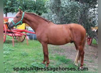 PRE Mestizo, Semental, 3 años, 155 cm, Alazán