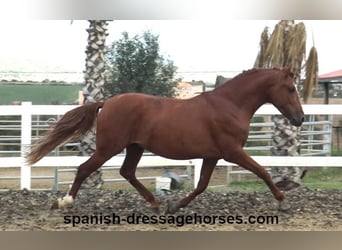 PRE Mestizo, Semental, 3 años, 155 cm, Alazán