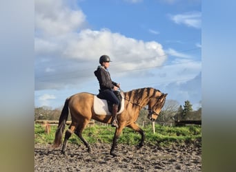 PRE Mestizo, Semental, 3 años, 155 cm, Bayo