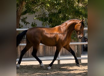 PRE Mestizo, Semental, 3 años, 155 cm, Castaño