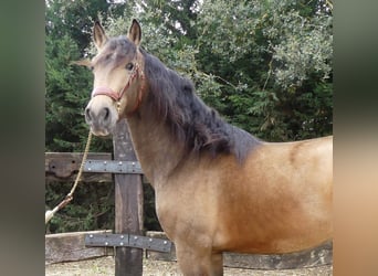 PRE Mestizo, Semental, 3 años, 155 cm, Castaño rojizo