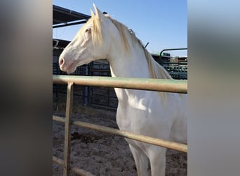 PRE, Semental, 3 años, 155 cm, Castaño