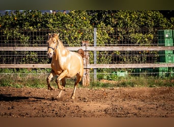 PRE Mestizo, Semental, 3 años, 155 cm, Champán