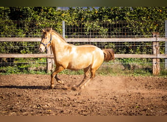 PRE Mestizo, Semental, 3 años, 155 cm, Champán