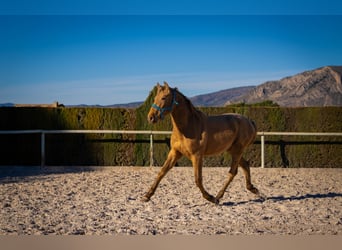 PRE Mestizo, Semental, 3 años, 155 cm, Champán