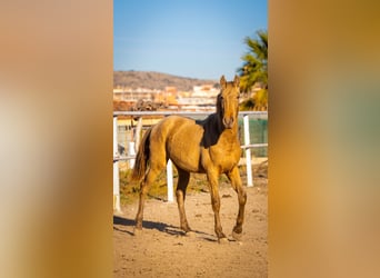 PRE Mestizo, Semental, 3 años, 155 cm, Champán