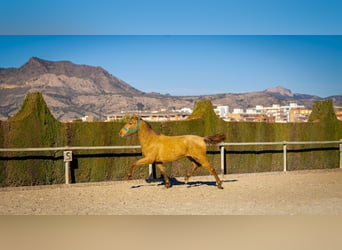 PRE Mestizo, Semental, 3 años, 155 cm, Champán