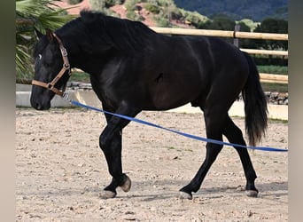 PRE Mestizo, Semental, 3 años, 155 cm, Negro