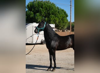 PRE Mestizo, Semental, 3 años, 155 cm, Negro