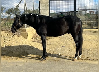 PRE Mestizo, Semental, 3 años, 155 cm, Negro