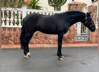 PRE Mestizo, Semental, 3 años, 155 cm, Negro