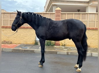 PRE Mestizo, Semental, 3 años, 155 cm, Negro