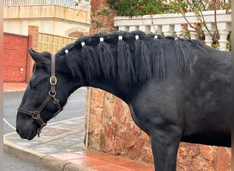 PRE Mestizo, Semental, 3 años, 155 cm, Negro