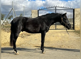 PRE Mestizo, Semental, 3 años, 155 cm, Negro