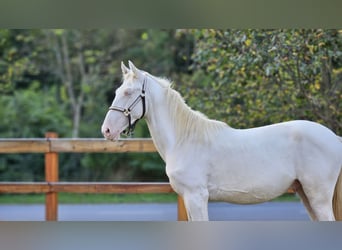 PRE Mestizo, Semental, 3 años, 155 cm, Perlino