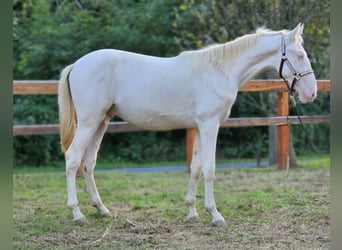 PRE Mestizo, Semental, 3 años, 155 cm, Perlino