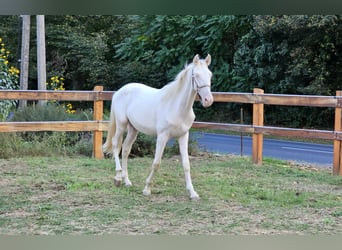 PRE Mestizo, Semental, 3 años, 155 cm, Perlino