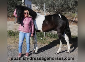 PRE Mestizo, Semental, 3 años, 155 cm, Pío