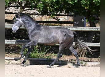 PRE Mestizo, Semental, 3 años, 155 cm, Tordo