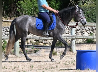PRE Mestizo, Semental, 3 años, 155 cm, Tordo