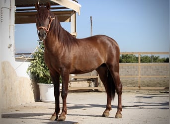 PRE Mestizo, Semental, 3 años, 156 cm, Alazán-tostado