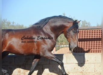 PRE Mestizo, Semental, 3 años, 156 cm, Castaño