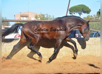 PRE Mestizo, Semental, 3 años, 156 cm, Castaño