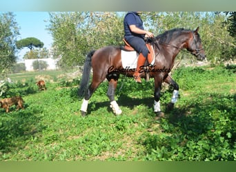 PRE Mestizo, Semental, 3 años, 156 cm, Castaño