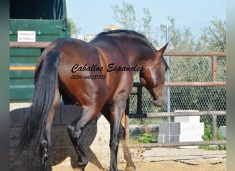 PRE Mestizo, Semental, 3 años, 156 cm, Castaño