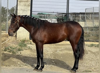 PRE Mestizo, Semental, 3 años, 156 cm, Castaño oscuro