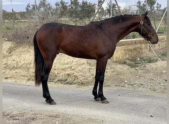 PRE Mestizo, Semental, 3 años, 156 cm, Castaño oscuro