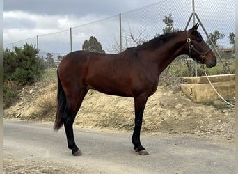 PRE Mestizo, Semental, 3 años, 156 cm, Castaño oscuro