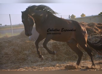 PRE Mestizo, Semental, 3 años, 156 cm, Castaño oscuro PRE Mestizo, Semental, 3 años, 156 cm, Castaño oscuro