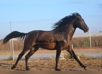 PRE Mestizo, Semental, 3 años, 156 cm, Castaño oscuro PRE Mestizo, Semental, 3 años, 156 cm, Castaño oscuro