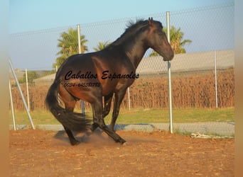 PRE Mestizo, Semental, 3 años, 156 cm, Castaño oscuro PRE Mestizo, Semental, 3 años, 156 cm, Castaño oscuro