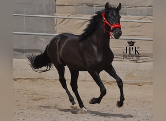 PRE, Semental, 3 años, 156 cm, Negro