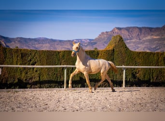 PRE Mestizo, Semental, 3 años, 156 cm, Palomino