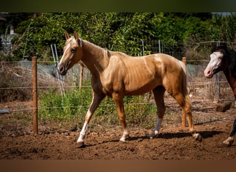 PRE, Semental, 3 años, 156 cm, Palomino