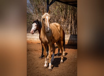 PRE, Semental, 3 años, 156 cm, Palomino