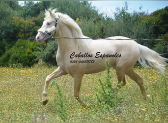 PRE Mestizo, Semental, 3 años, 156 cm, Palomino