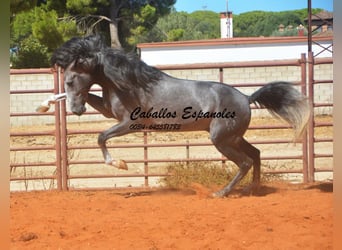 PRE Mestizo, Semental, 3 años, 156 cm, Tordillo negro