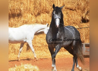 PRE Mestizo, Semental, 3 años, 156 cm, Tordillo negro