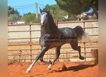 PRE Mestizo, Semental, 3 años, 156 cm, Tordillo negro