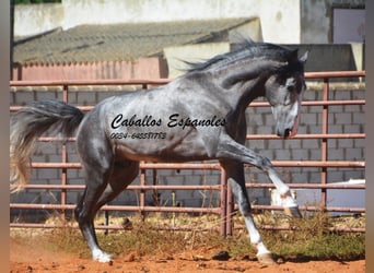 PRE Mestizo, Semental, 3 años, 156 cm, Tordillo negro