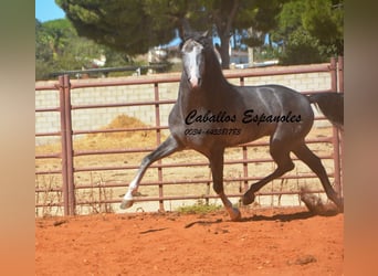 PRE Mestizo, Semental, 3 años, 156 cm, Tordillo negro
