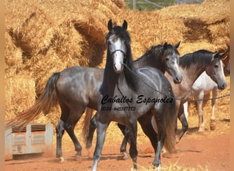 PRE Mestizo, Semental, 3 años, 156 cm, Tordillo negro
